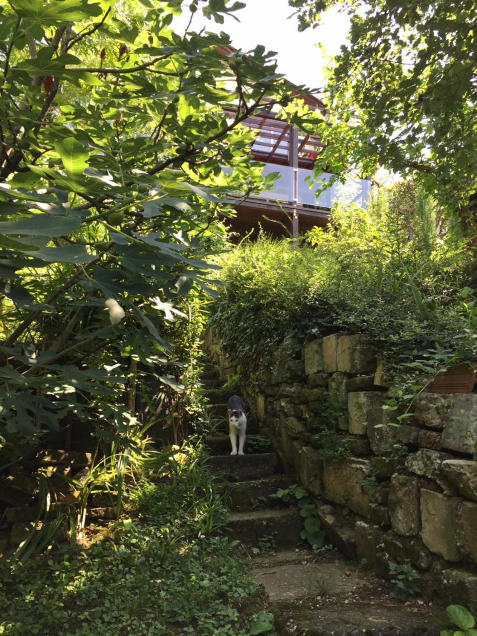 Pergola House In A Green Oasis With Fantastic View Lägenhet Petrovaradin Exteriör bild
