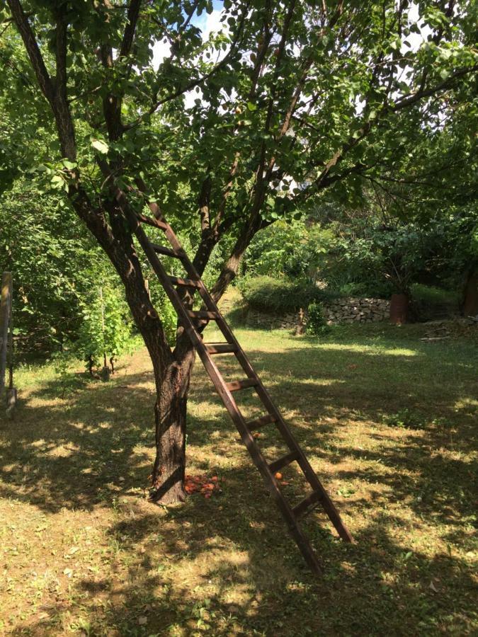 Pergola House In A Green Oasis With Fantastic View Petrovaradin Exteriör bild